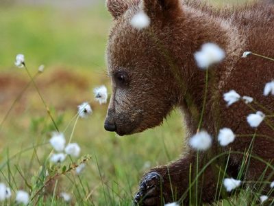 phoca_thumb_l_Bjrneunge_og_myrull_62A3492