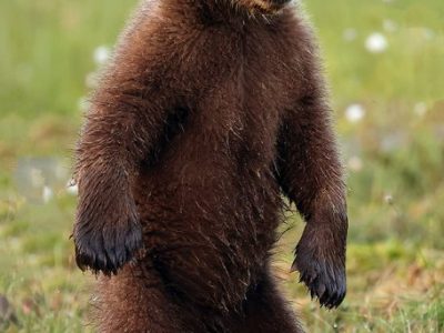 phoca_thumb_l_Bjrneunge_rsunge_62A4057