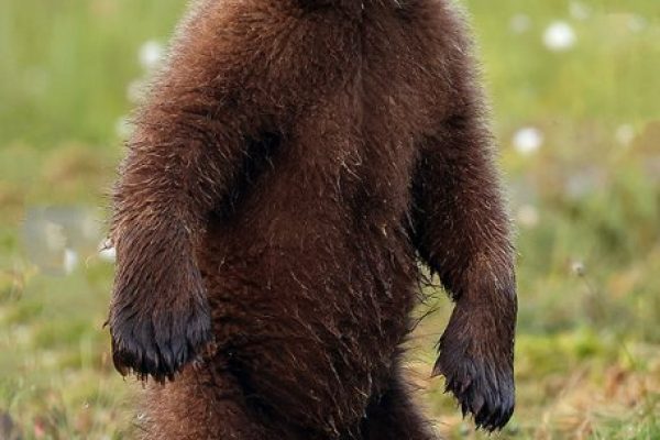 phoca_thumb_l_Bjrneunge_rsunge_62A4057