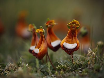 phoca_thumb_l_Blomster_Torres