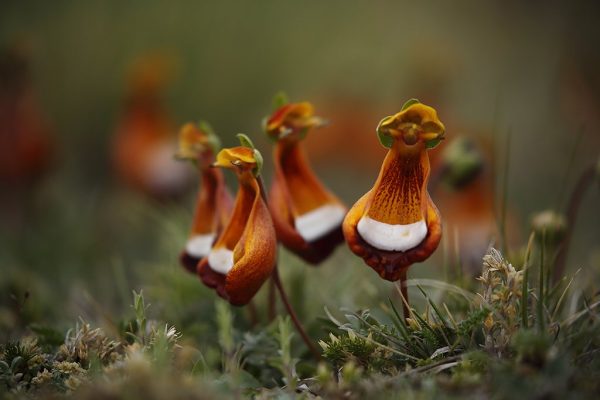 phoca_thumb_l_Blomster_Torres