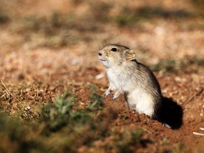 phoca_thumb_l_Brandts_vole_B7A8150