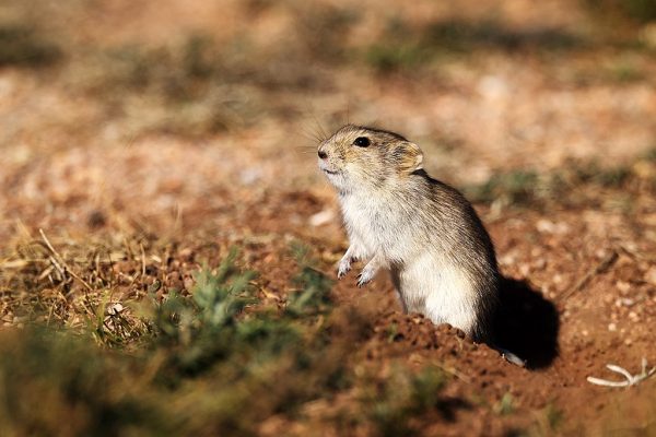 phoca_thumb_l_Brandts_vole_B7A8150