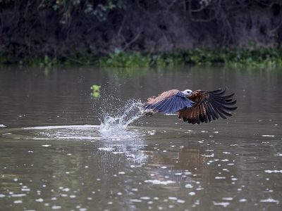 phoca_thumb_l_Fiskevk_griper_piraya2