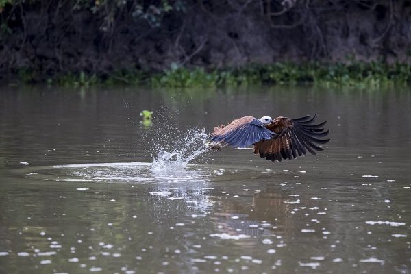 phoca_thumb_l_Fiskevk_griper_piraya2