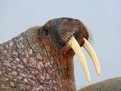 phoca_thumb_l_Friluftsliv_Hvalross_portrett
