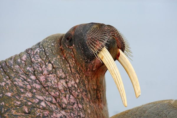 phoca_thumb_l_Friluftsliv_Hvalross_portrett