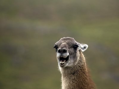 phoca_thumb_l_Guanakoer_portrett
