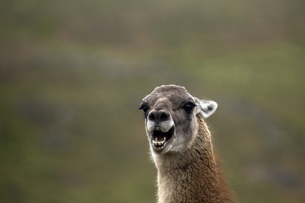 phoca_thumb_l_Guanakoer_portrett