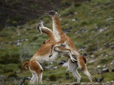 phoca_thumb_l_Guankokamp_med_spytting