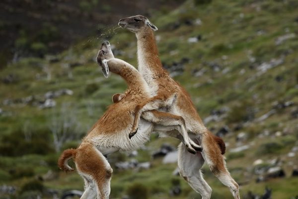 phoca_thumb_l_Guankokamp_med_spytting