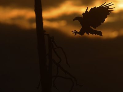phoca_thumb_l_Havrn_inn_for_landing