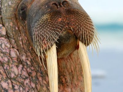 phoca_thumb_l_Hvalross_portrett_2