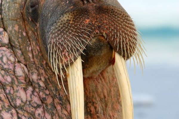 phoca_thumb_l_Hvalross_portrett_2