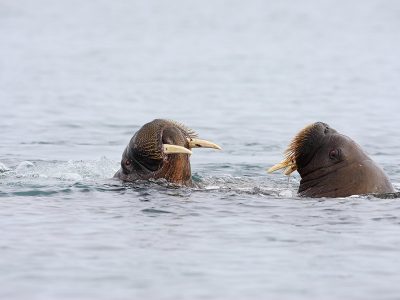 phoca_thumb_l_Hvalrossd_i_vannet