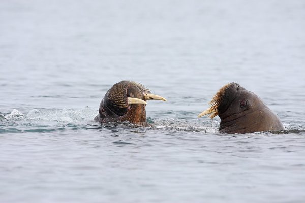 phoca_thumb_l_Hvalrossd_i_vannet
