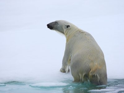 phoca_thumb_l_Isbjrn_opp_av_vann