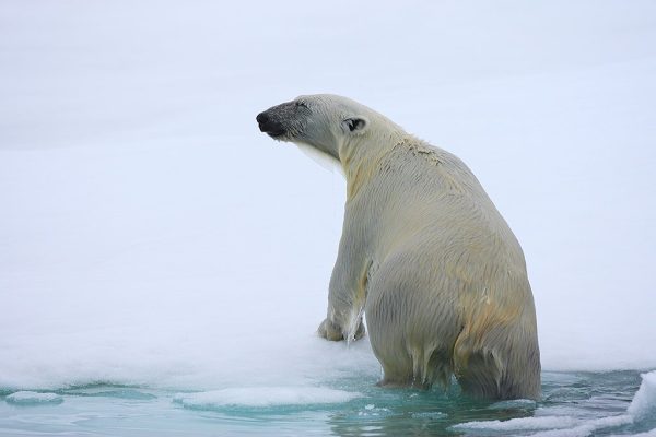 phoca_thumb_l_Isbjrn_opp_av_vann