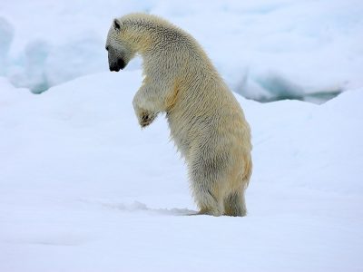 phoca_thumb_l_Isbjrn_pa_to_3