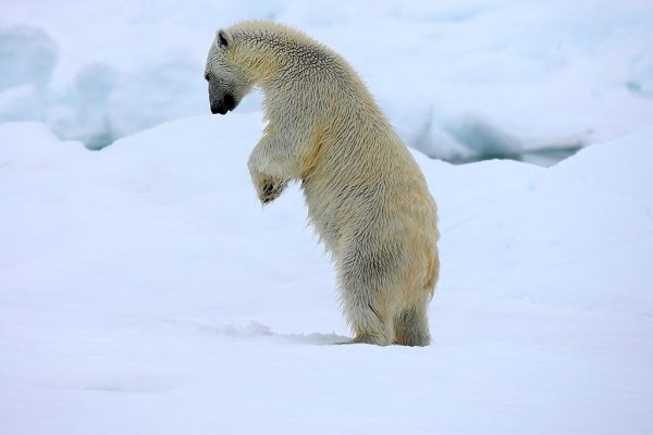 phoca_thumb_l_Isbjrn_pa_to_3