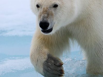 phoca_thumb_l_Isbjrn_portrett