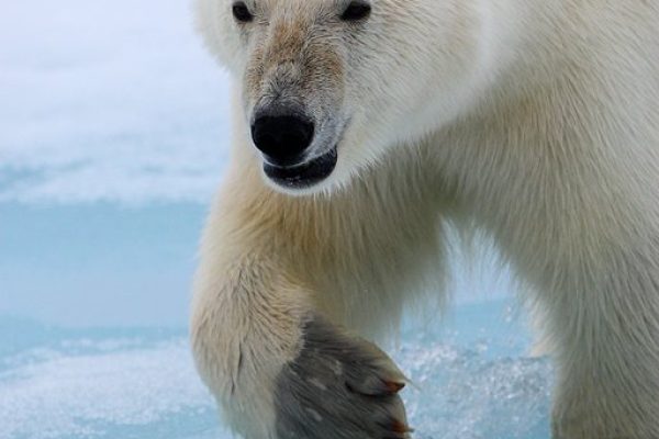 phoca_thumb_l_Isbjrn_portrett
