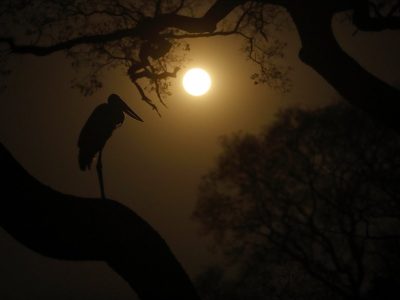 phoca_thumb_l_Jabiru_i_mneskinn