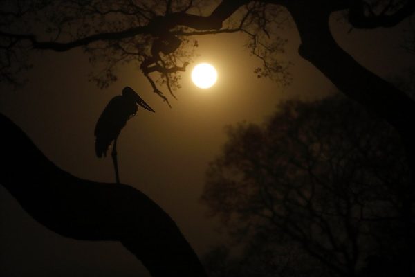 phoca_thumb_l_Jabiru_i_mneskinn