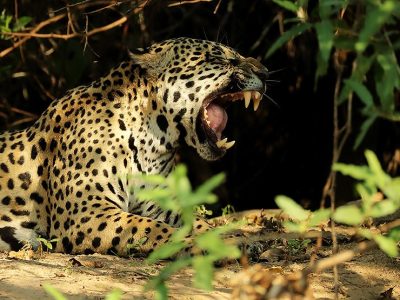 phoca_thumb_l_Jaguar_gjesping