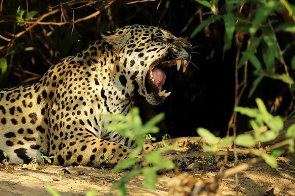 phoca_thumb_l_Jaguar_gjesping