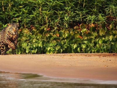 phoca_thumb_l_Jaguar_i_farta