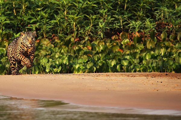 phoca_thumb_l_Jaguar_i_farta