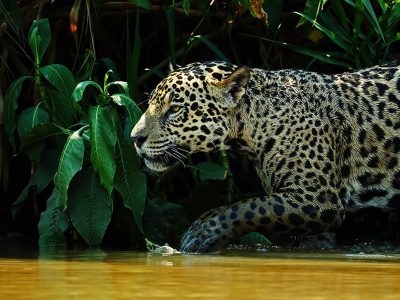 phoca_thumb_l_Jaguar_nrbilde
