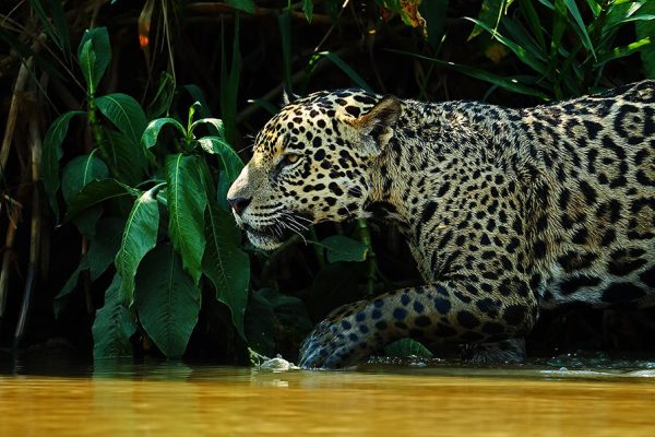 phoca_thumb_l_Jaguar_nrbilde