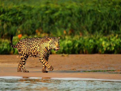 phoca_thumb_l_Jaguar_p_strand