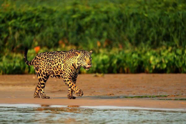 phoca_thumb_l_Jaguar_p_strand