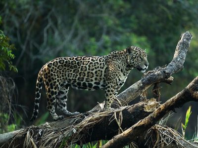 phoca_thumb_l_Jaguar_p_tre