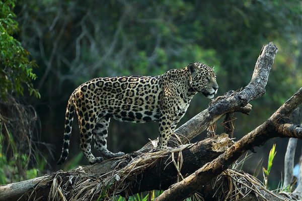 phoca_thumb_l_Jaguar_p_tre