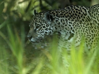 phoca_thumb_l_Jaguar_sniker_i_det_grnne