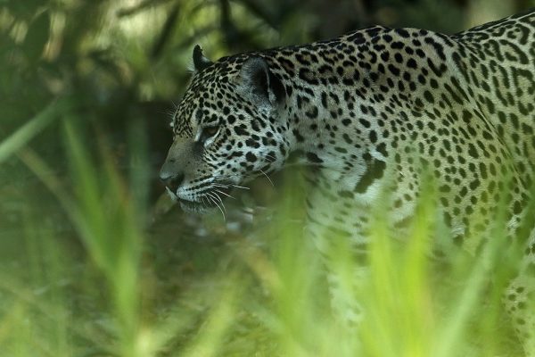 phoca_thumb_l_Jaguar_sniker_i_det_grnne