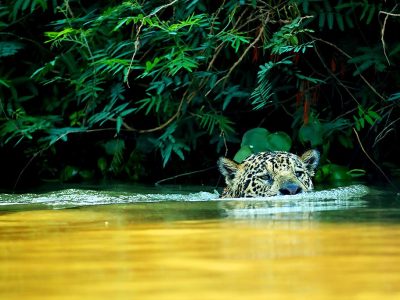 phoca_thumb_l_Jaguar_svmmer2