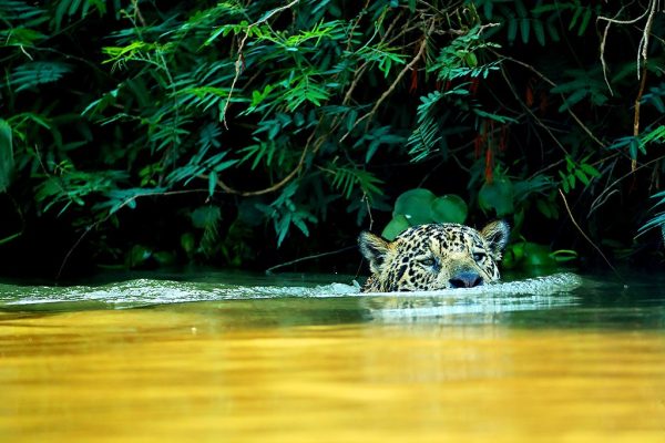 phoca_thumb_l_Jaguar_svmmer2
