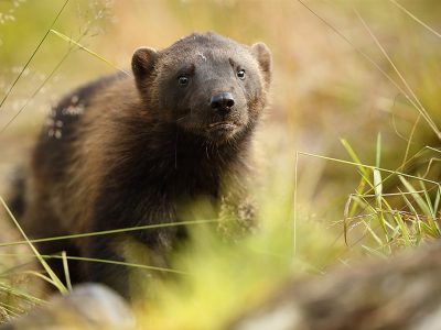 phoca_thumb_l_Jerv_Villmarksliv_nrbilde