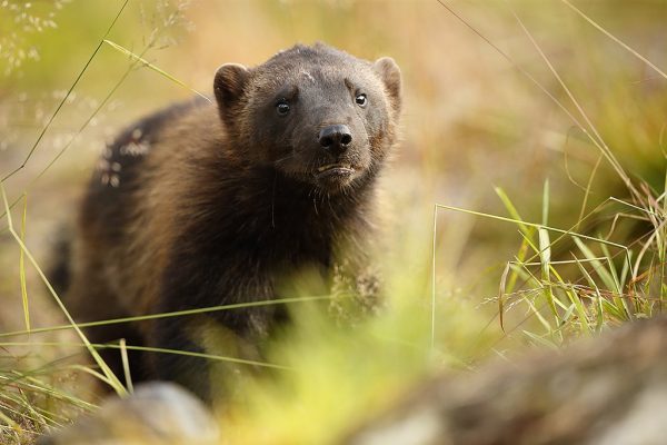 phoca_thumb_l_Jerv_Villmarksliv_nrbilde