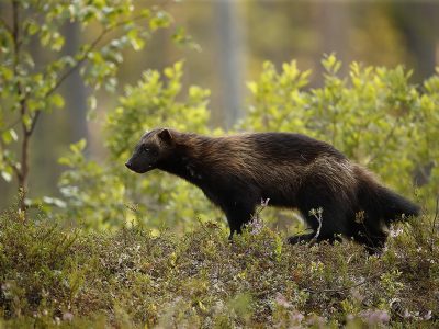 phoca_thumb_l_Jerv_i_grnne_omgivelser_Villmarksliv