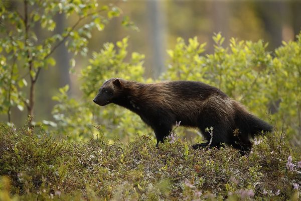 phoca_thumb_l_Jerv_i_grnne_omgivelser_Villmarksliv