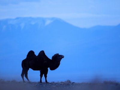 phoca_thumb_l_Kamel_B7A4733
