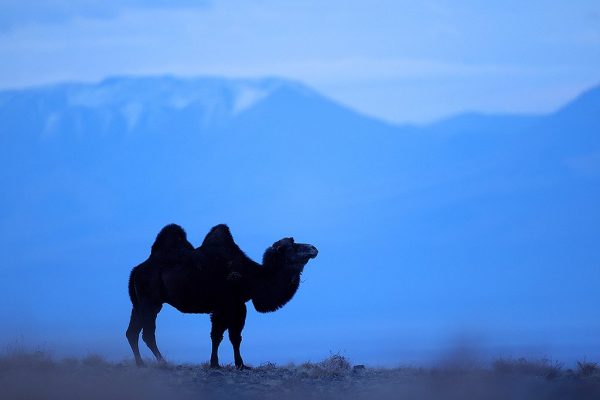 phoca_thumb_l_Kamel_B7A4733
