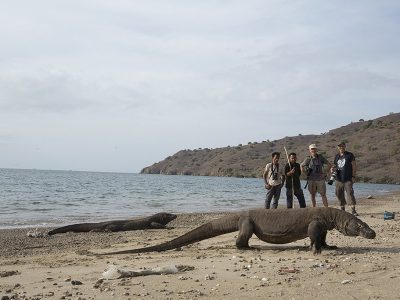 phoca_thumb_l_Komodo_Schandy_til_hyre_p_strand_med_varaner
