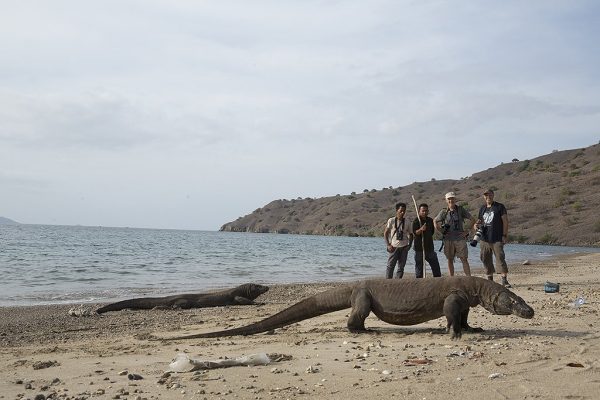 phoca_thumb_l_Komodo_Schandy_til_hyre_p_strand_med_varaner